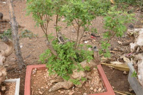 牡荆和黄荆的区别