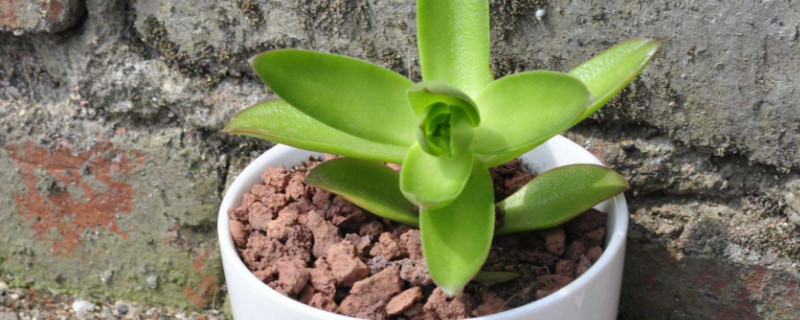 多肉徒长是什么样子 多肉徒长是什么样子图片