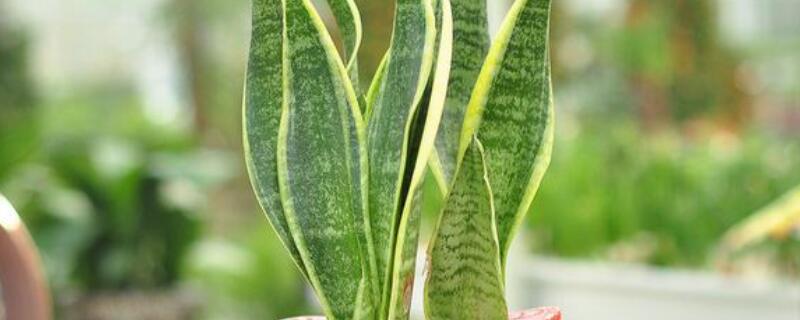 虎尾兰去甲醛吗（甲醛最怕三个克星）
