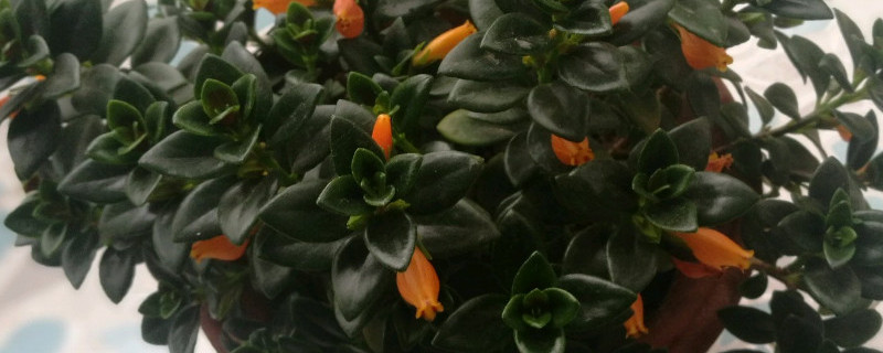 金鱼吊兰怎么栽培 金鱼吊兰栽培技术