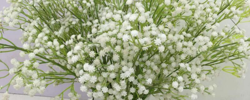 满天星干花怎样插花瓶 满天星干花如何插花瓶好看