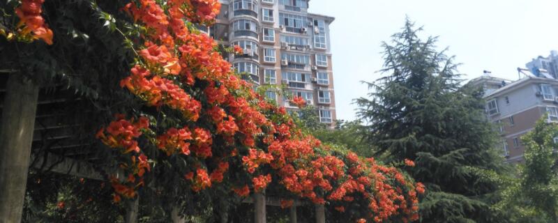 凌霄花在北方能越冬吗（凌霄花适合在北方生长吗）