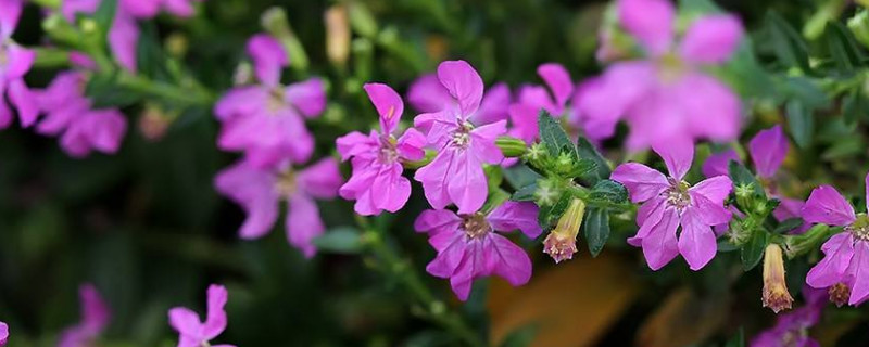 萼距花是满天星吗（萼距花是不是满天星）