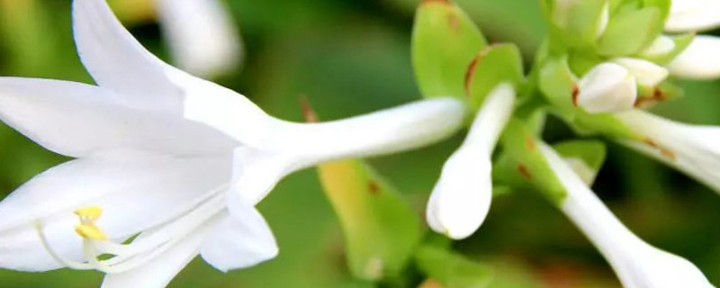 玉簪花叶子边干枯（玉簪花叶片发黄变软）