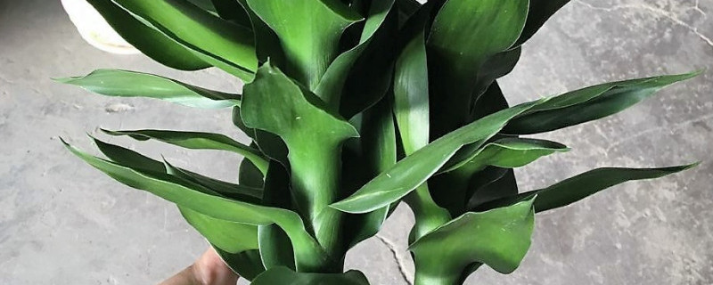 水培莲花竹施什么肥 水培莲花竹施什么肥料好