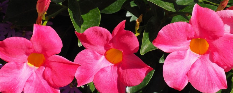 红蝉花和飘香藤的差别 红蝉花和飘香藤的差别在哪