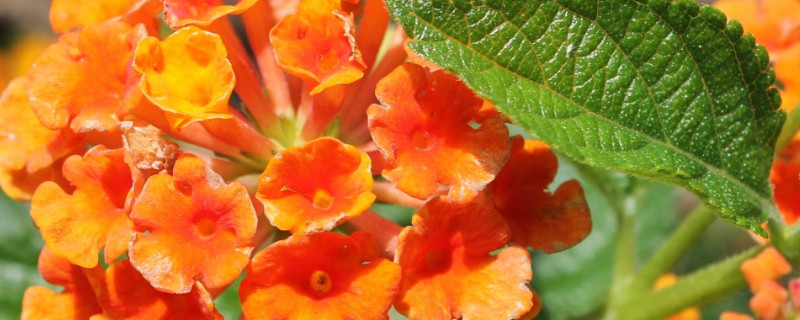 五色梅冬天怎样修剪 五色梅冬天怎么修剪