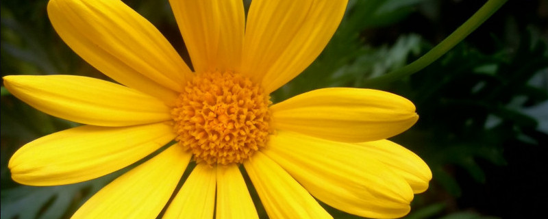 黄金菊怎么扦插 黄金菊怎么扦插成活率高