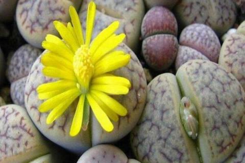 屁股花长高了怎么办