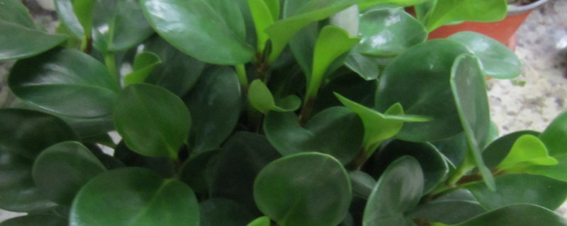 豆瓣绿有点蔫还能活（豆瓣绿软了蔫了怎么办）