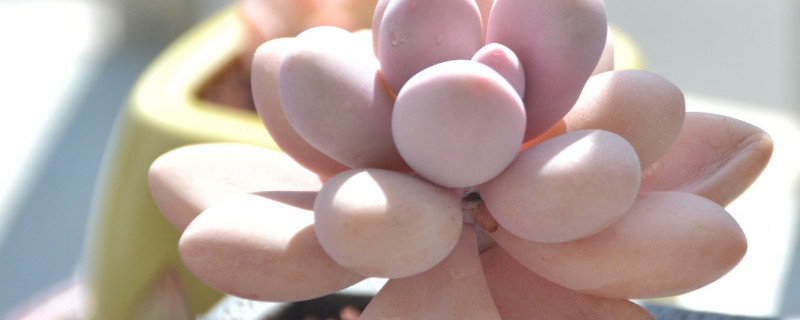 桃蛋怎么变绿了（桃蛋变绿了怎么回事）