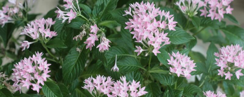 繁星花是多年生吗 繁星花是多年生植物吗