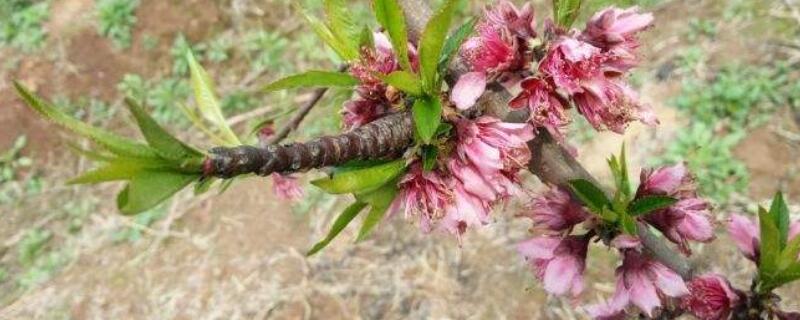 多效唑在桃树使用方法（多效唑如何控制桃树旺长?）