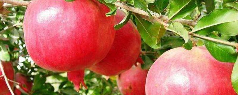 怀远石榴什么时候采摘（怀远摘石榴的地方在哪里）