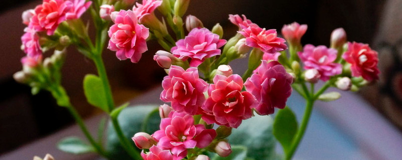 适合过年养的花 适合过年养的花期长的花