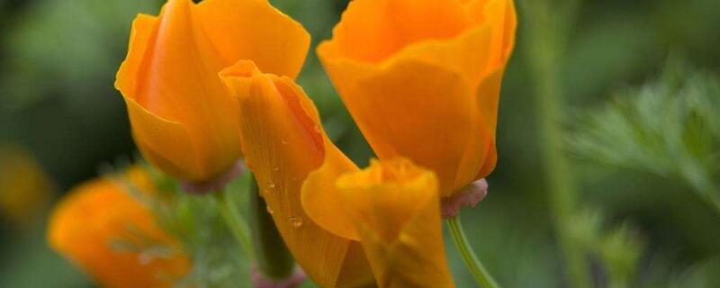 花菱草有毒吗（花菱草有毒吗可以吃吗）