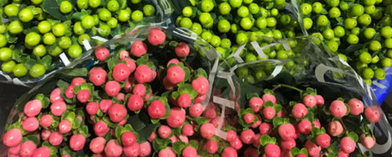 火龙珠植物有毒吗（龙珠草有毒吗）