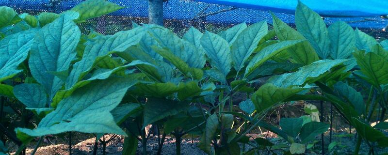 红参叶子能吃吗 红参叶子能吃吗怎么吃