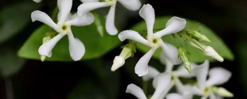 风车茉莉怎么修剪 茉莉花怎么修剪开花多