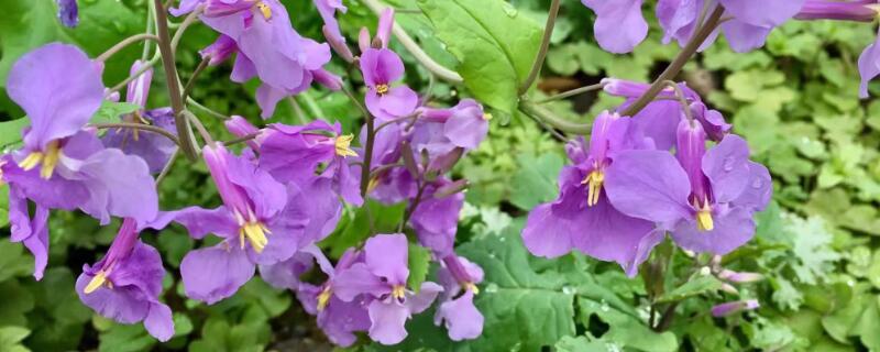 诸葛菜怎么做好吃（诸葛菜怎么做好吃又简单）