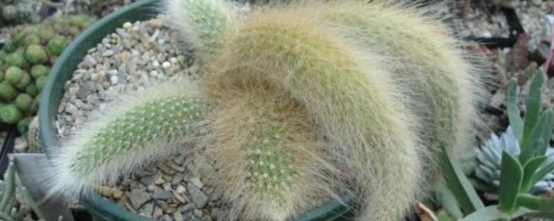 无根猴尾柱如何生根 无根仙人柱怎么生根