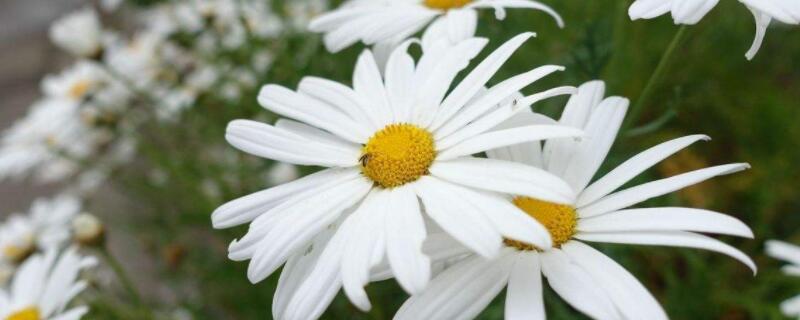 玛格丽特和雏菊的区别 玛格丽特花和雏菊的区别