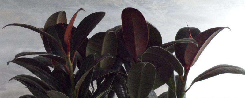 独根橡皮树怎么繁殖 独根橡皮树怎么繁殖的