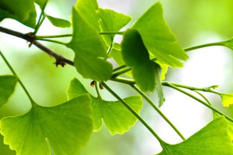 银杏树的种植与管理