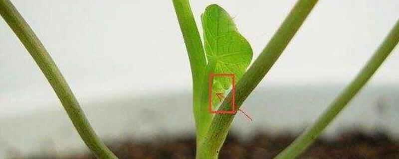 摘心打顶是什么意思 种花什么叫摘心打顶