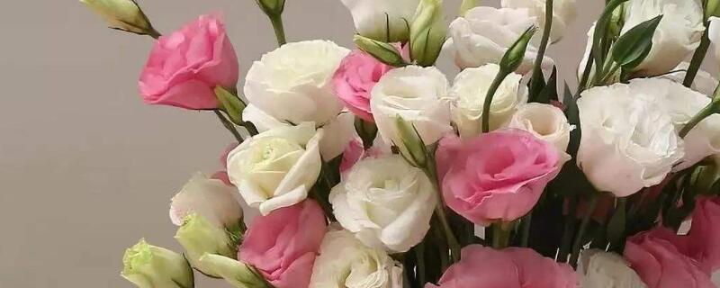 洋桔梗花蔫了是怎么回事 桔梗花为什么蔫