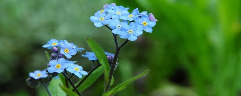 勿忘我要加水养吗（勿忘我需要加水养吗）