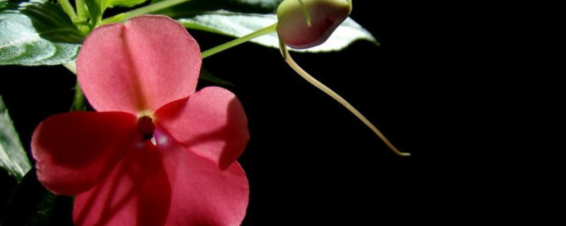 水梅花为什么掉骨朵 水梅花花骨朵不能开就落了啥原因