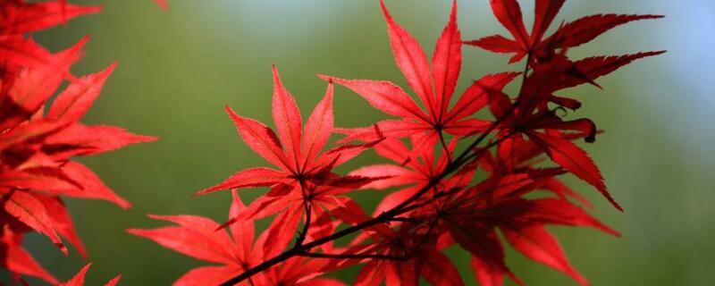 红枫叶子什么时候红（红枫叶子什么时候开始红）