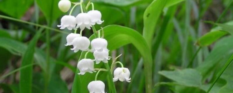 铃兰盆栽能活多久 铃兰养多久会开花