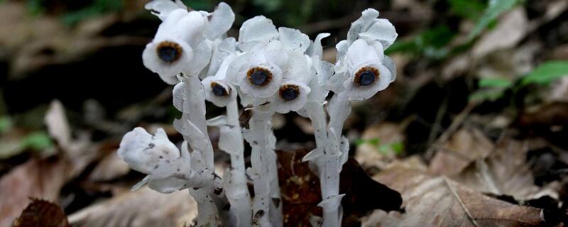 不喜欢阳光的植物（室内不喜欢阳光的植物）
