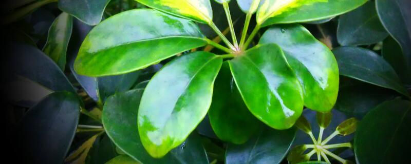 鹅掌藤会开花吗（鹅掌藤可以长大吗）