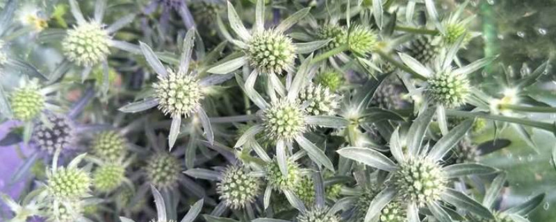 蓝刺芹和高山刺芹区别（蓝刺芹和高山刺芹区别图片）