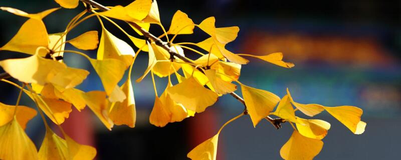 银杏叶长什么样子（银杏树长什么样子）