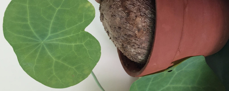 地不容和金不换的区别（地不容和金不换的区别图片）