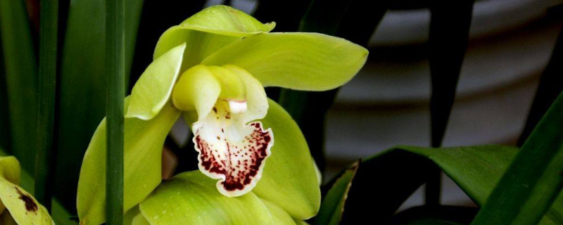 开过花后的大花蕙兰怎么处理（开过花的大花蕙兰还能开花吗）