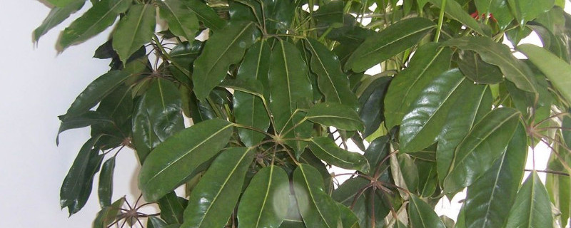 招财树什么时候扦插好 招财树什么时候扦插好活