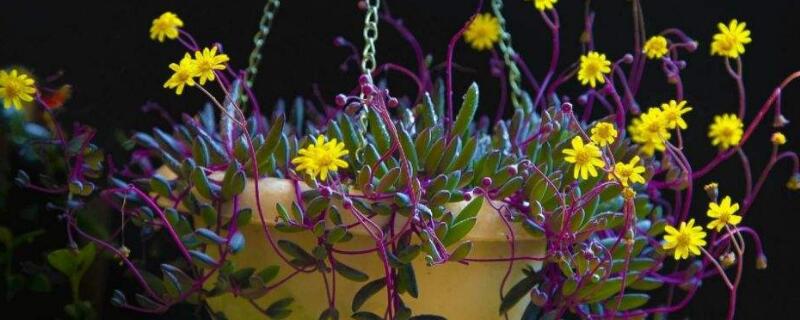 黄花新月有毒么（黄花新月能吃吗）