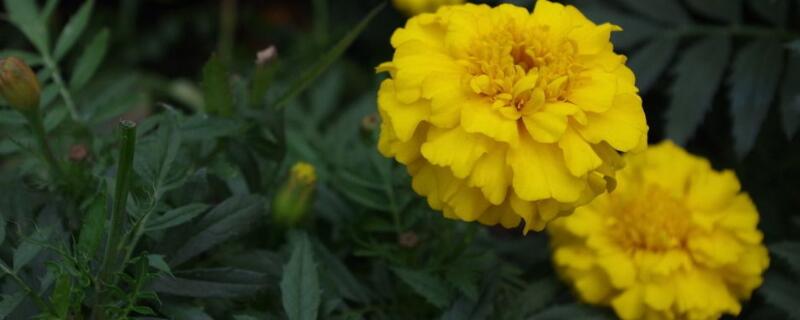 象征友谊的花（象征友谊的花语）