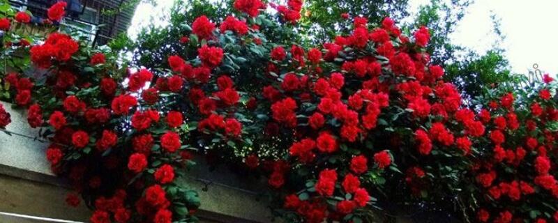 红龙月季僵苗原因 红龙月季僵苗原因有哪些