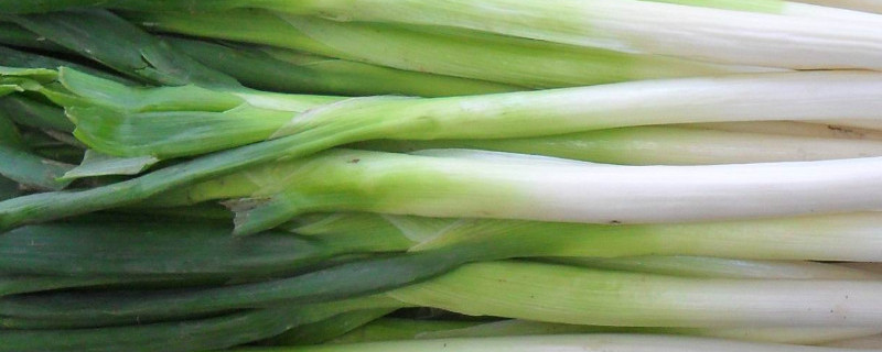 春季大葱种植技术（春季大葱种植技术要点）