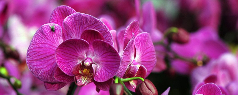 怀孕送什么花 产后送什么花