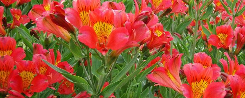 六出花怎么修剪（六出花开花后怎么修剪）