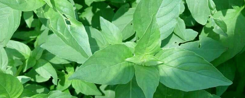 荆芥和九层塔是一样的吗（荆芥和九层塔的区别）