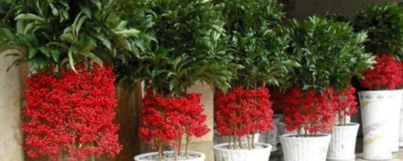 富贵子果实落了怎么办（富贵子果实干瘪发黑脱落怎么回事）