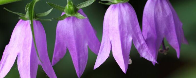 蓝风铃花谢后怎么处理 铃兰花谢后怎么处理